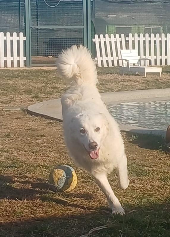 Snipper Carattere Da Pastore Maremmano (Settembre ‘22)